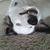 honden foto van Fons & Isha