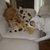 honden foto van Melissa