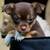 honden foto van Jessica