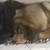 honden foto van anne mardis