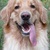 honden foto van L&R