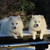 honden foto van Snowy en ice