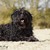 honden foto van Mendy