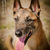 honden foto van King