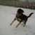 honden foto van jessy