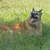 honden foto van claudia tiebosch/roel smits