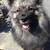 honden foto van Cindy & Boomer