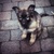 honden foto van Sanne