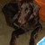 honden foto van Marion Brenneke