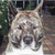 honden foto van Judith
