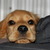 honden foto van elien