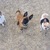 honden foto van Kwispeldogs