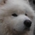 honden foto van The-Samoyed