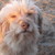 honden foto van Karin