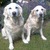 honden foto van Sylvia 