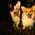 honden foto van Kimberley, Zoë&Elsa
