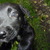 honden foto van Loco en ik