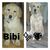 honden foto van Bibi de Gouden Golden