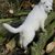 honden foto van Snow