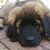 honden foto van Leonberger Leo