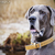 honden foto van loveDogs