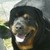 honden foto van Ge