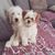 honden foto van Lotte & Teddy & Oscar 