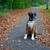 honden foto van Storm.de.boxer 