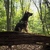 honden foto van Alexandra