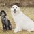 honden foto van Doggy