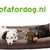 honden foto van sofafordog.nl