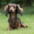 honden foto van jeff dujardin