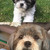 honden foto van Bo 