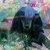 honden foto van Mar