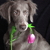 honden foto van Autumn Bells