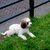 honden foto van r en s