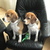 honden foto van Rox&Raf
