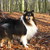 honden foto van Enzo