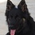 honden foto van Bart De Backer