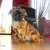 honden foto van Jacky en Gizmo