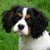 honden foto van shauni