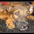 honden foto van Remcooow