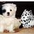 honden foto van Karin 