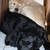 honden foto van tamara