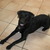 honden foto van XiBa met Prince