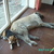 honden foto van Jannes