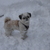 honden foto van danielle 