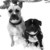 honden foto van Claudia