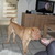 honden foto van aileen