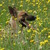 honden foto van Roxy & Ares
